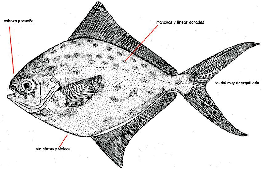Stromateus fiatola_01.jpg